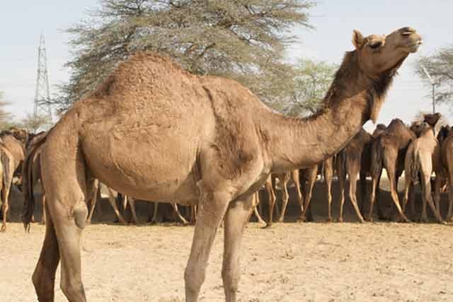 Bikaner camel breeding