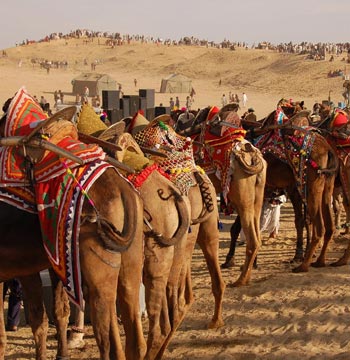 Bikaner Desert Camel Safari Tour
